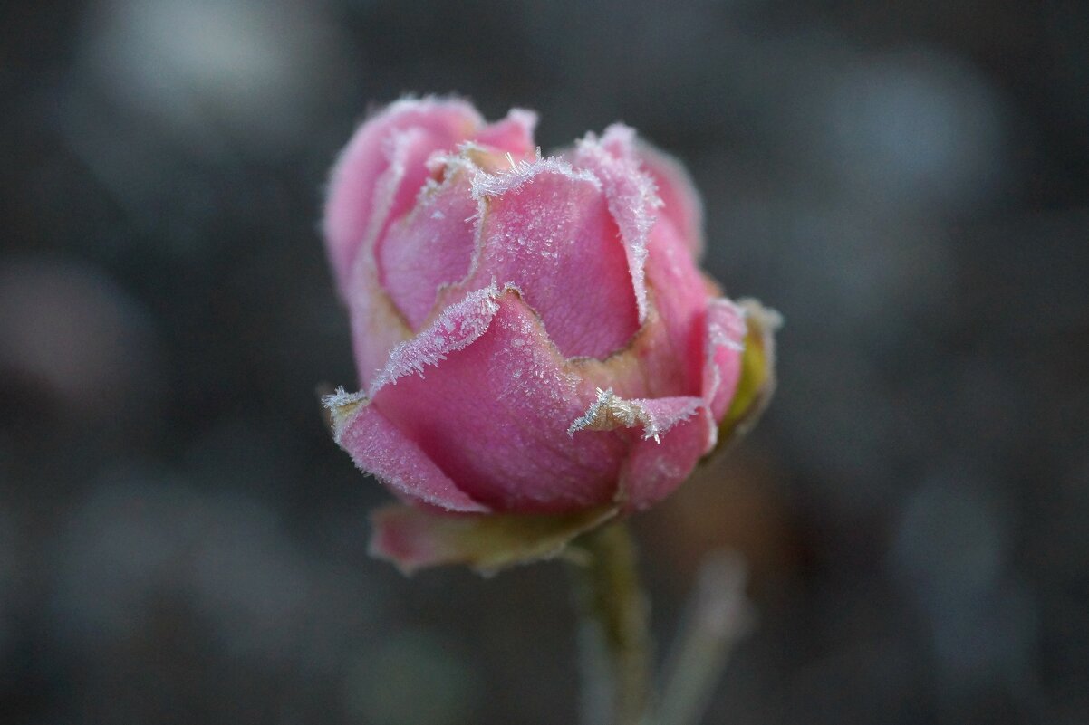 Роза на морозе - Romashka Ольга