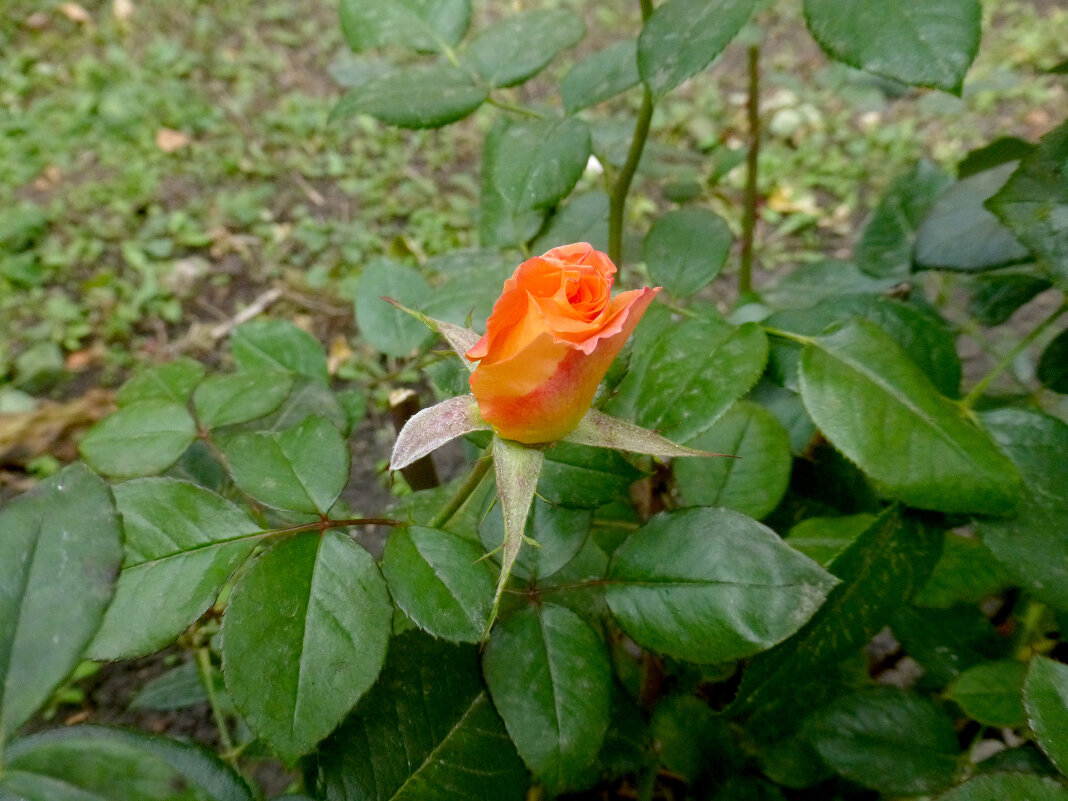 Цветок розы в октябре - Наиля 