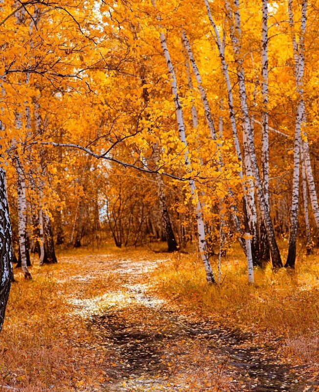 Щепкинский лес осенью - Данил 