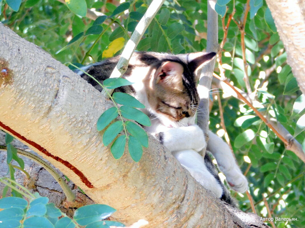 Котёнок на дереве. - Валерьян Запорожченко