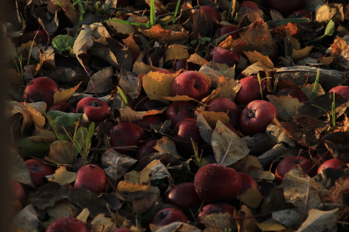 упавшие яблоки на листьях - Илья 