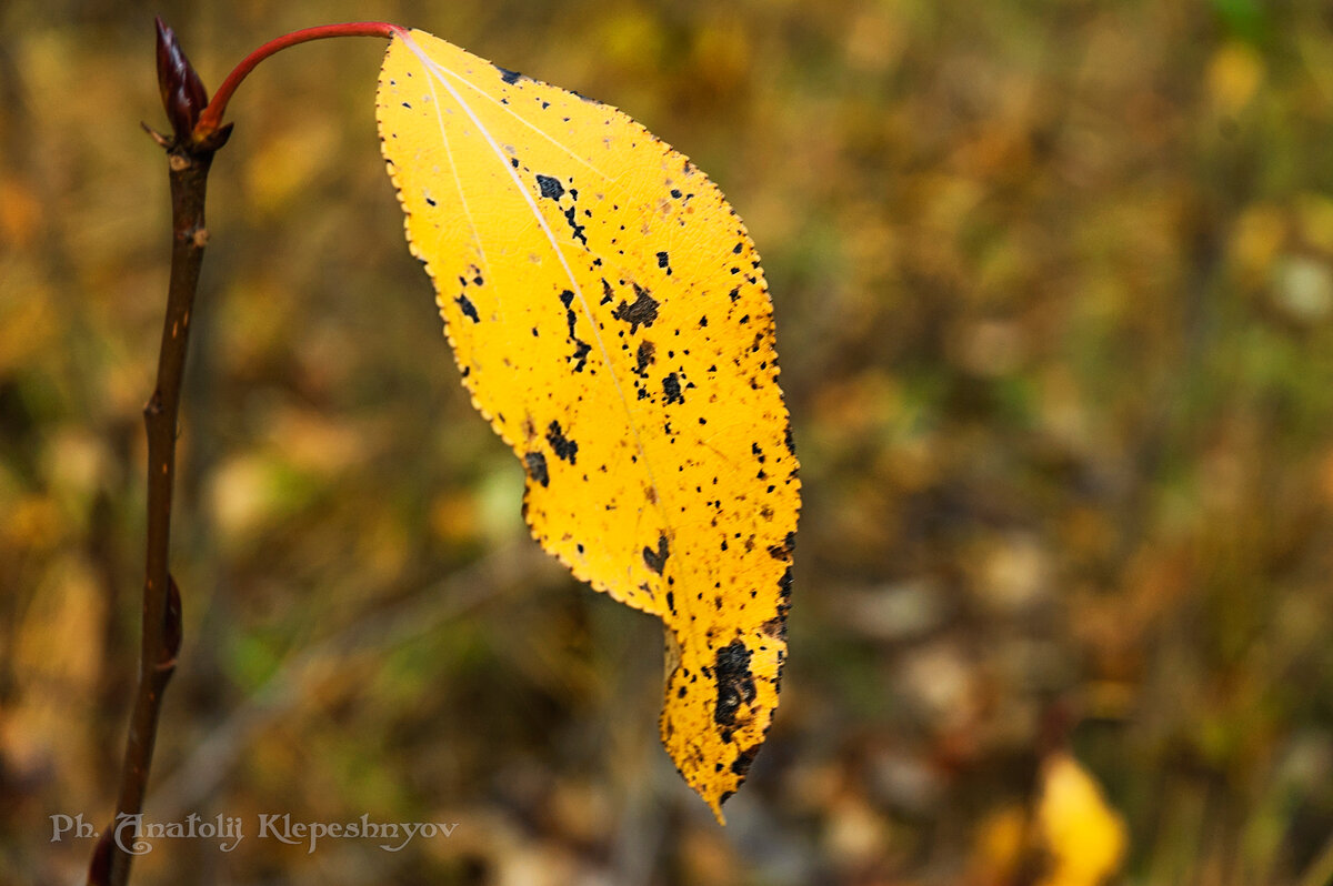 Октябрь, осень, листья умирают Отжив свой век с деревьев опадают...  (Снято на Nikon d40) - Анатолий Клепешнёв