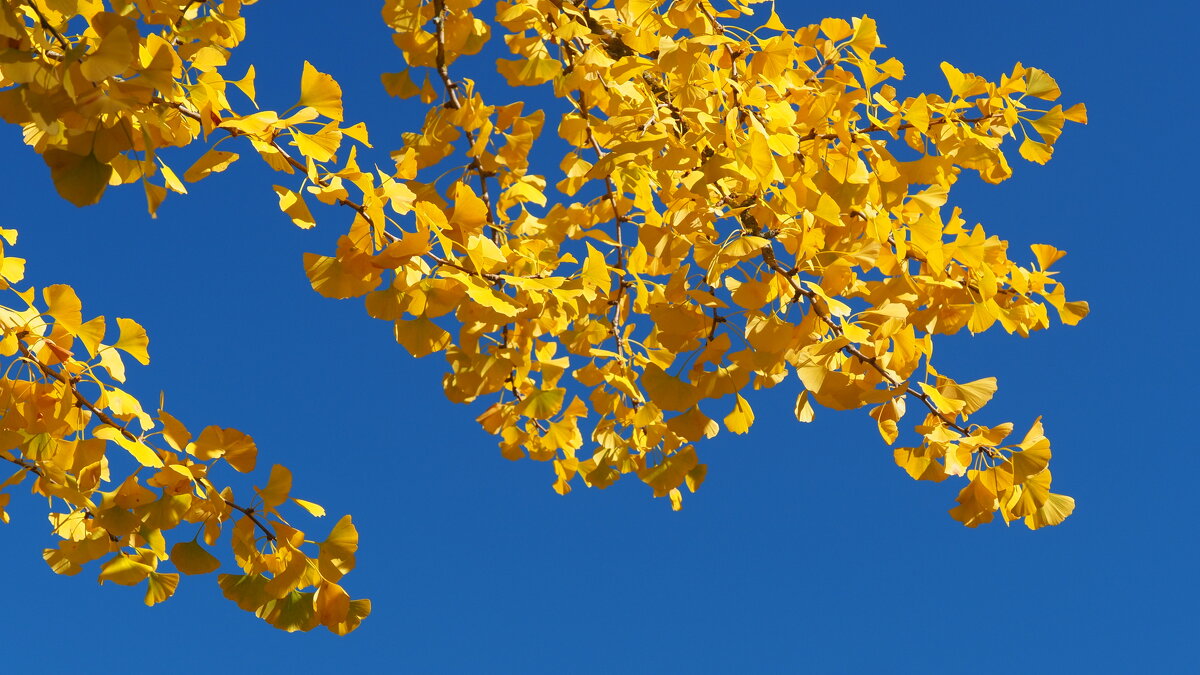 Золотые листья гинкго билоба - wea *