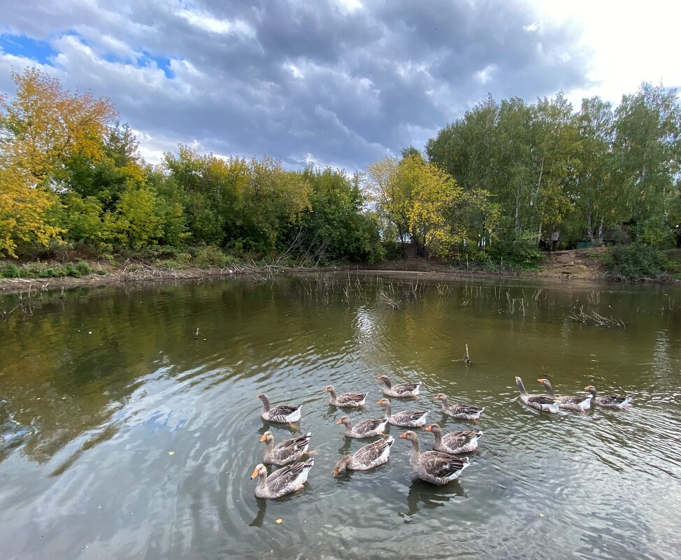 Гуси плавают в пруду - Savayr 