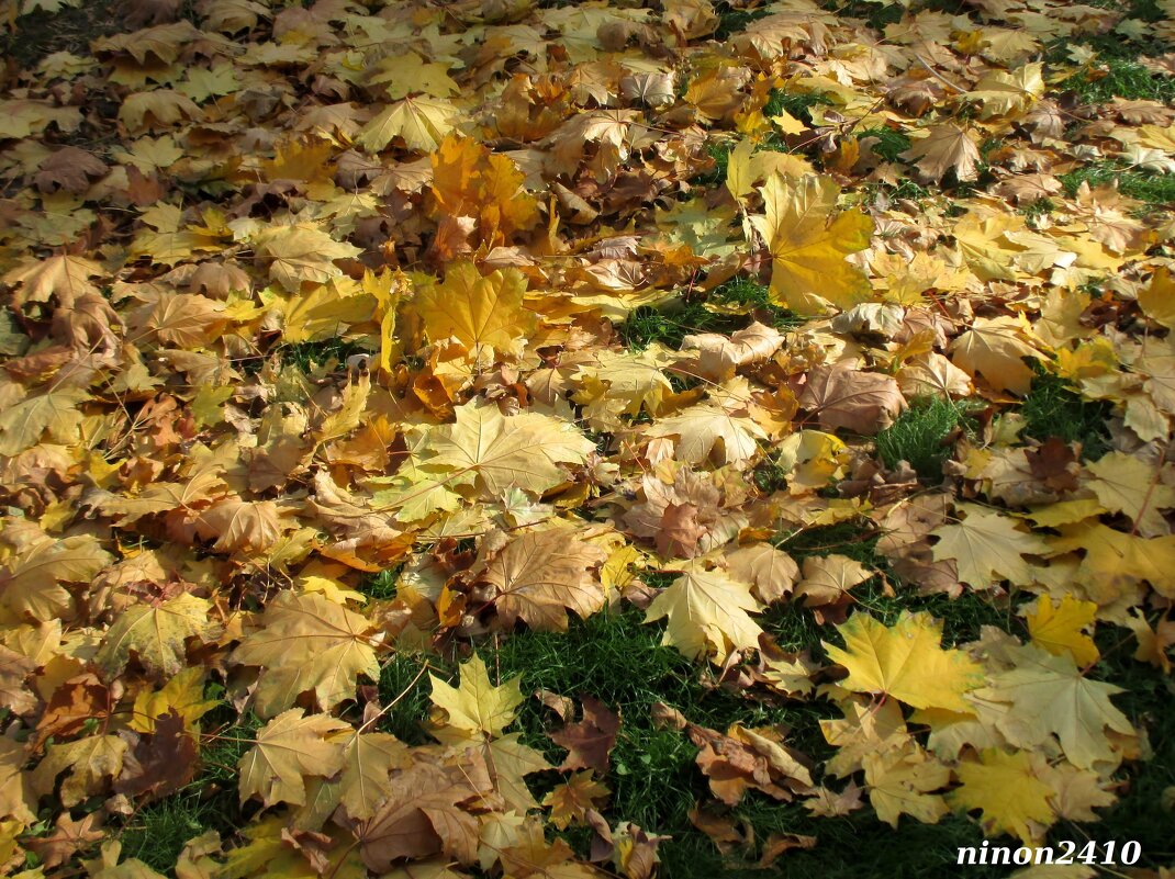 Осенний ковёр - Нина Бутко