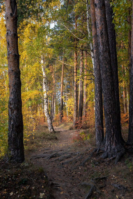 Осенний лес - Елена Герасевич