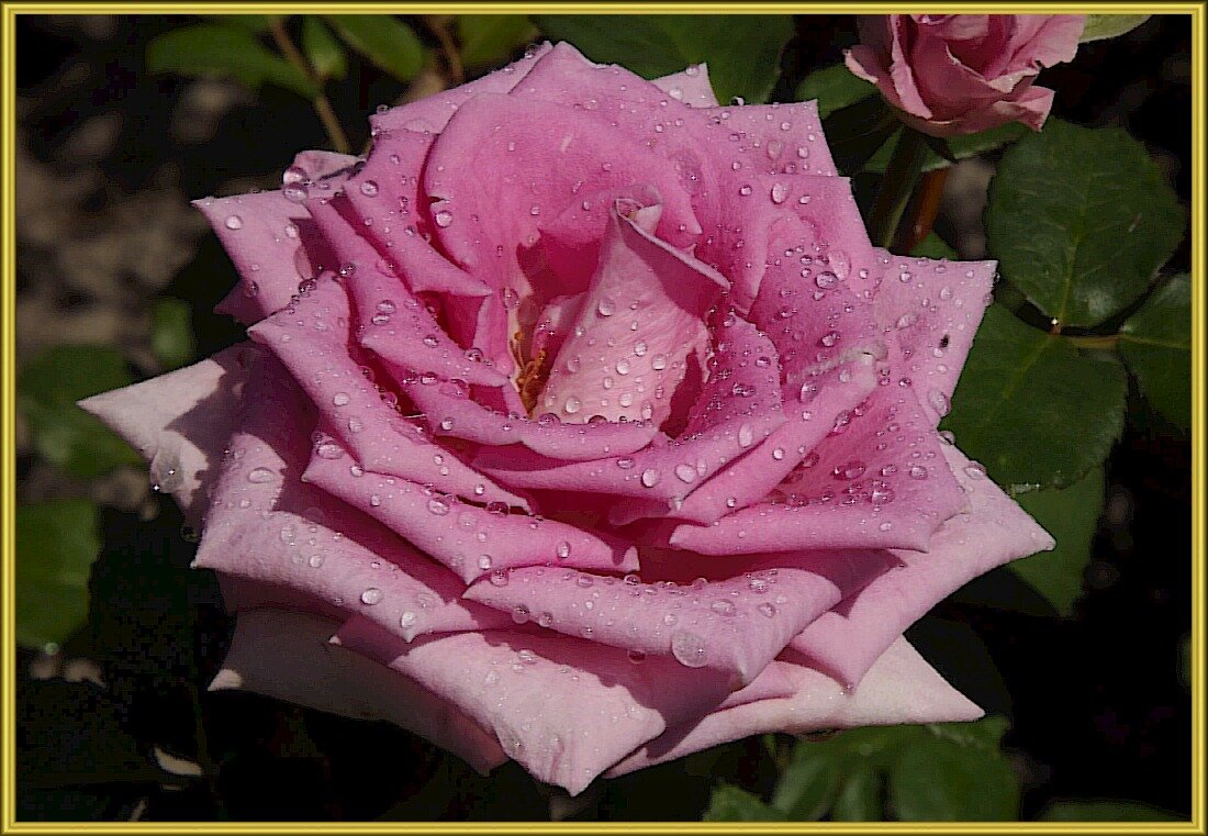 За красоту мы любим розы,их дивный запах,аромат! - Нина Андронова