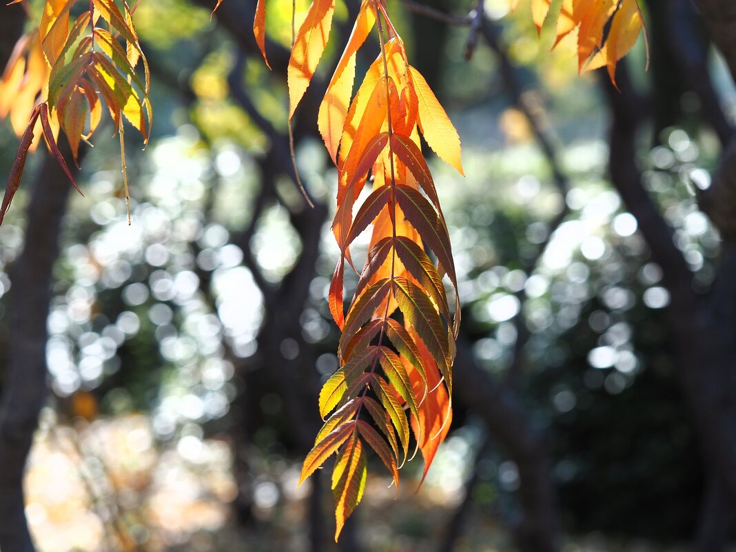 Rhus typhina Сумах оленерогий  листья - wea *