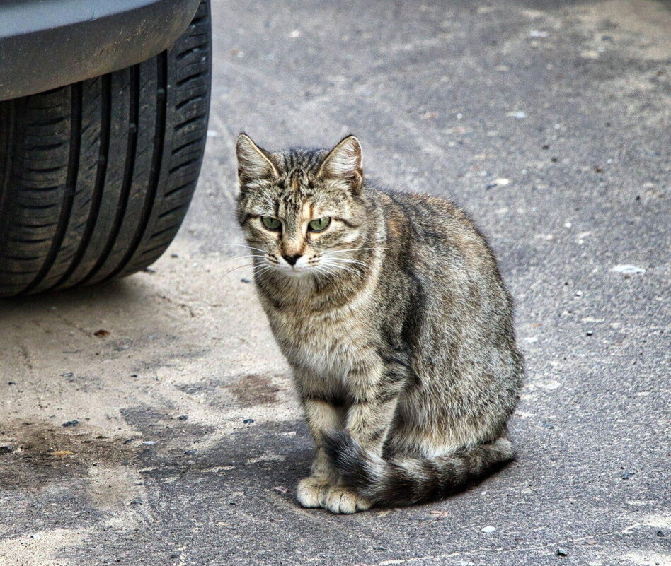 Кот - Равиль 