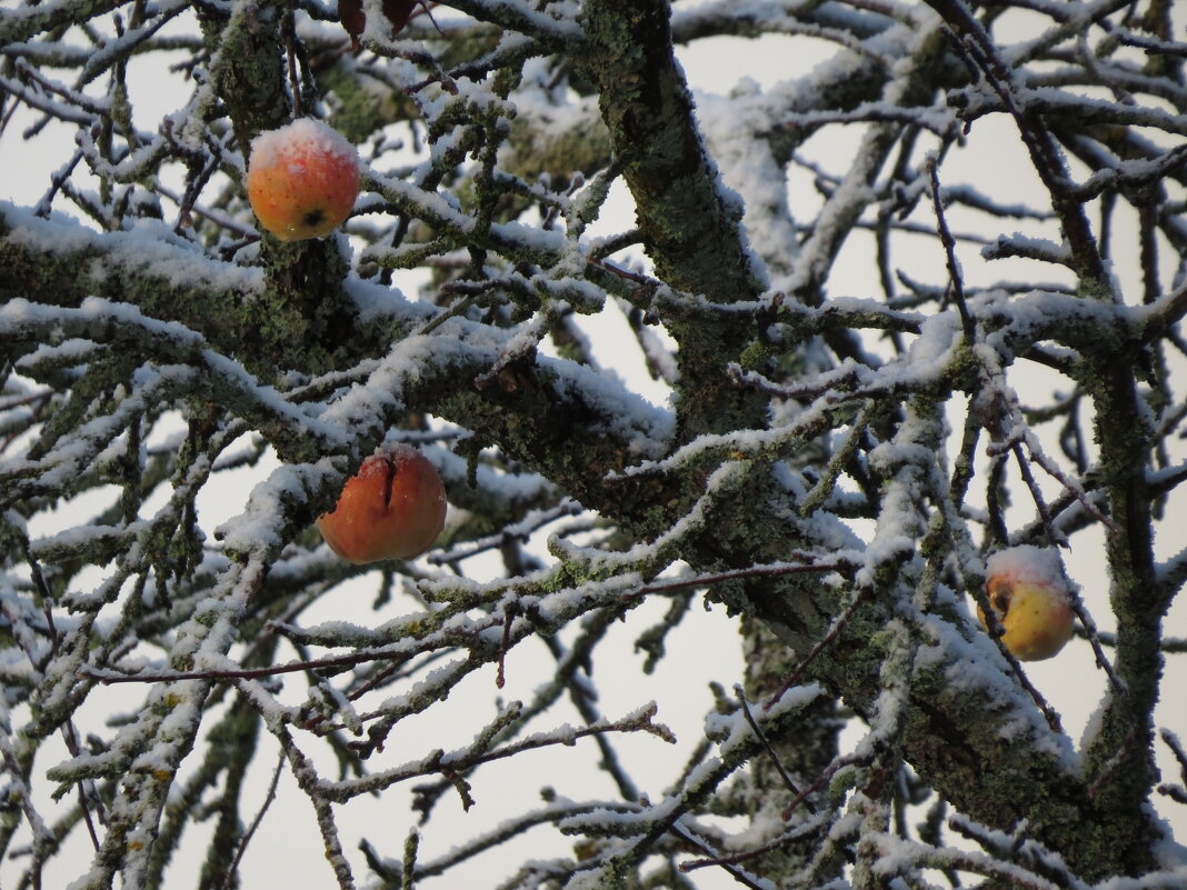Яблоки на ... в... снегу... - ii_ik Иванов
