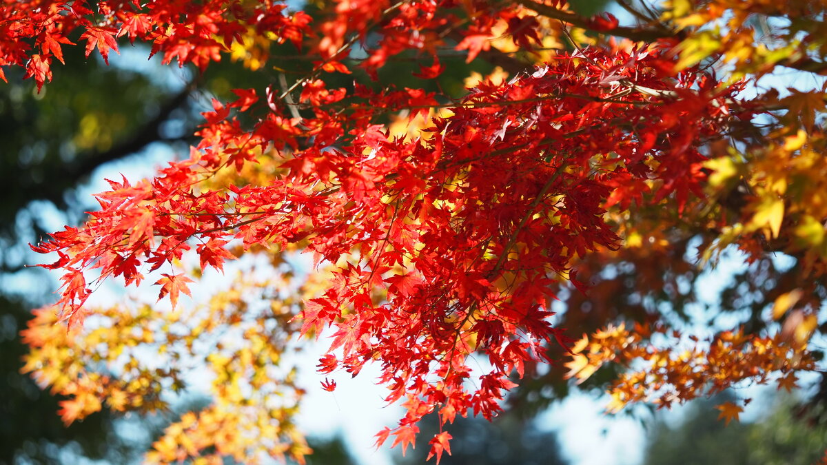Японский клён - Клён дланевидный(Acer palmatum) oсенний калейдоскоп - wea *