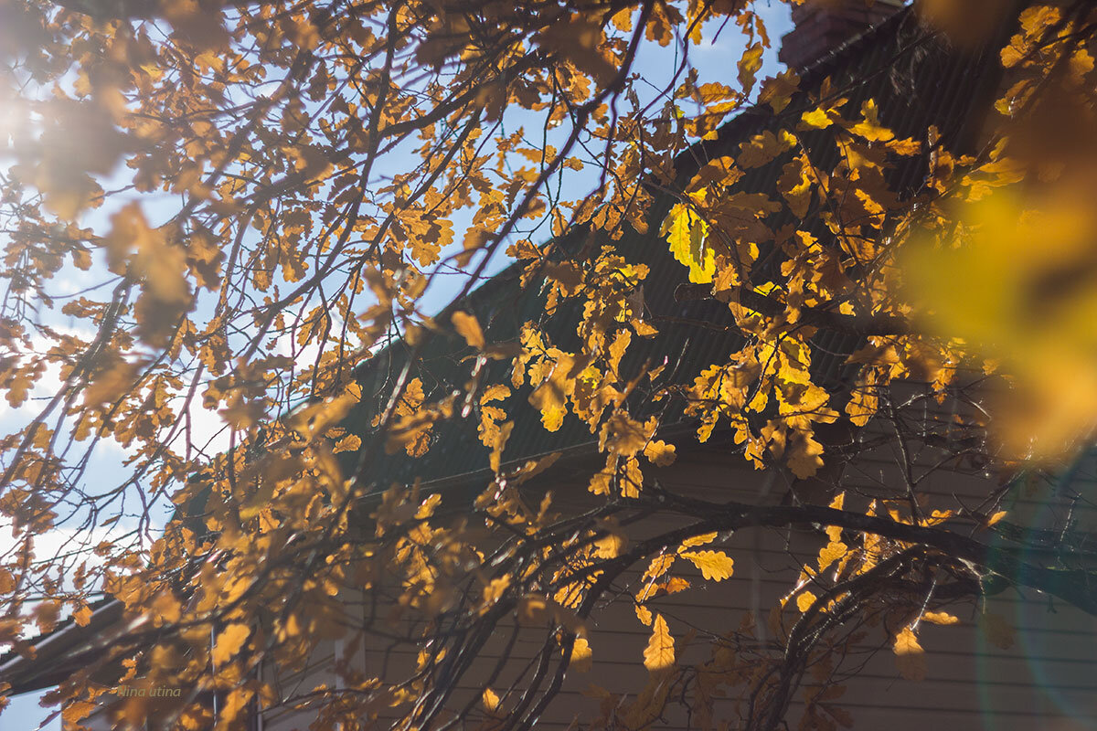 Солнце и листья - Нина Кутина