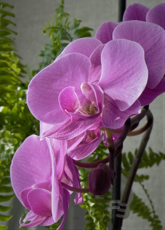 Орхидея - Татьяна 