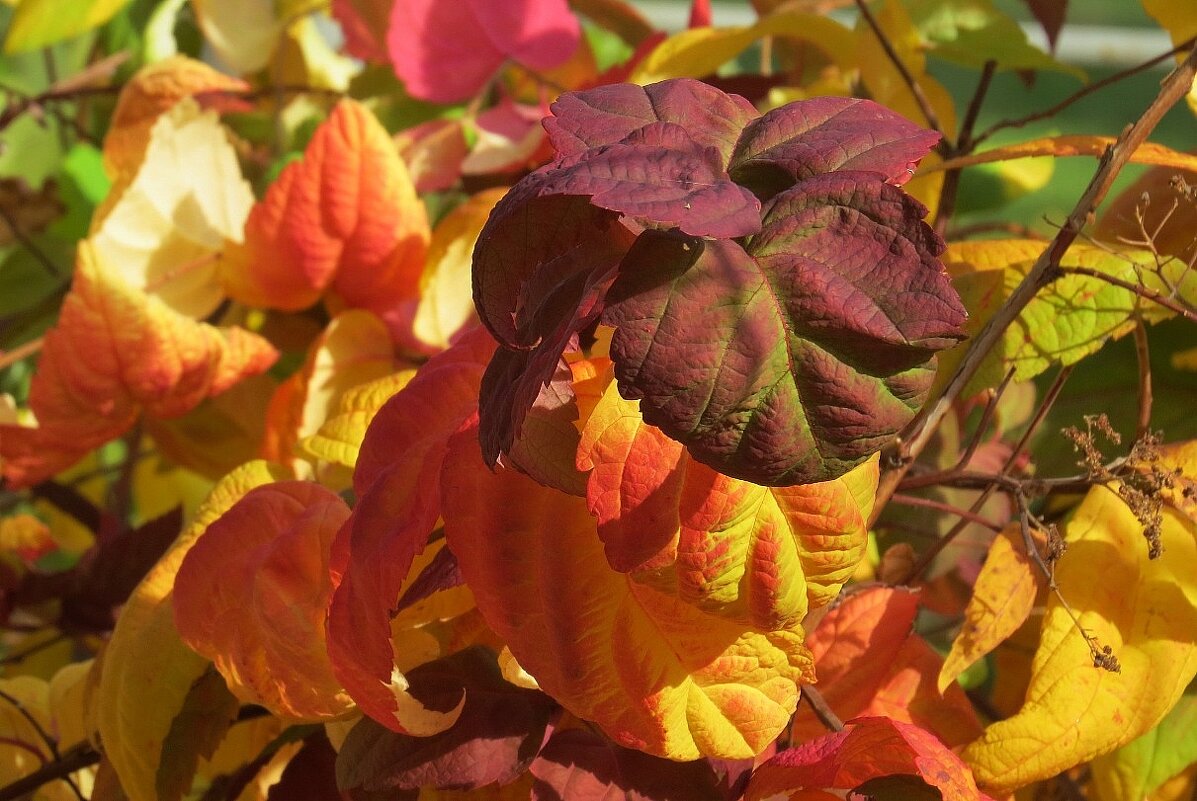 Осенних листьев пестрота - Natali 