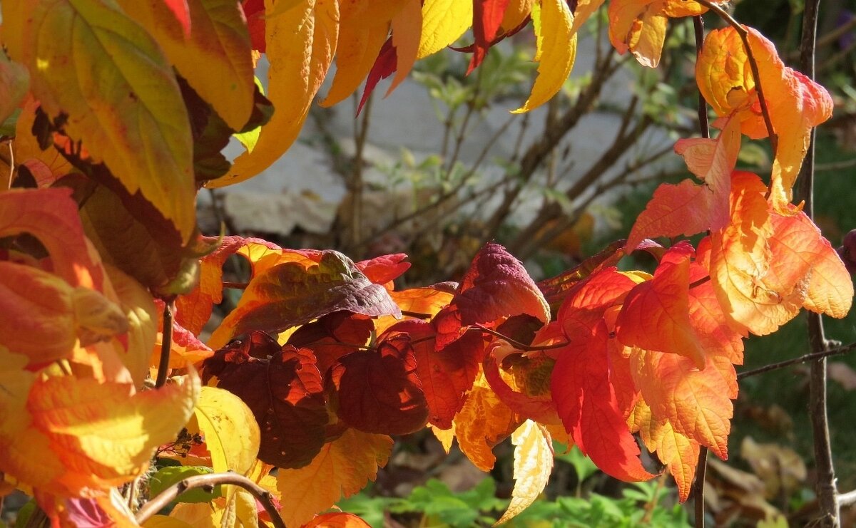 Осенних листьев пестрота ) 3 - Natali 