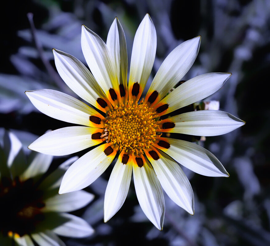 gazania - Zinovi Seniak