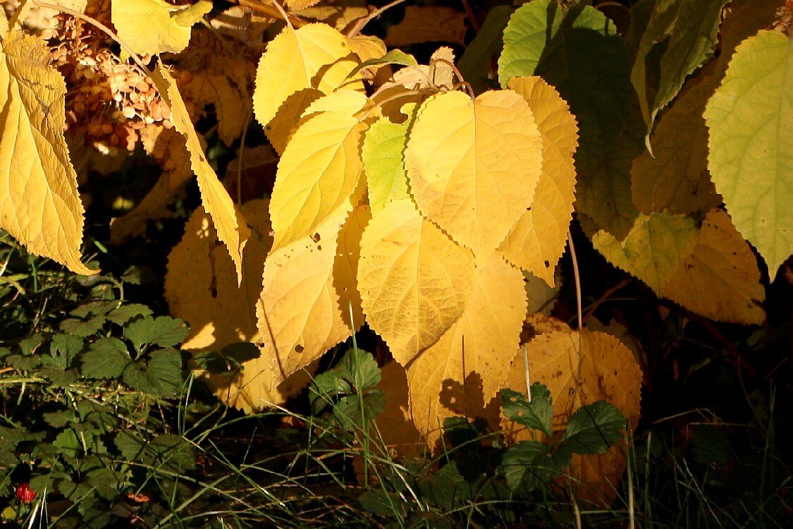 Листья жёлтые в солнечных лучах - Надежд@ Шавенкова