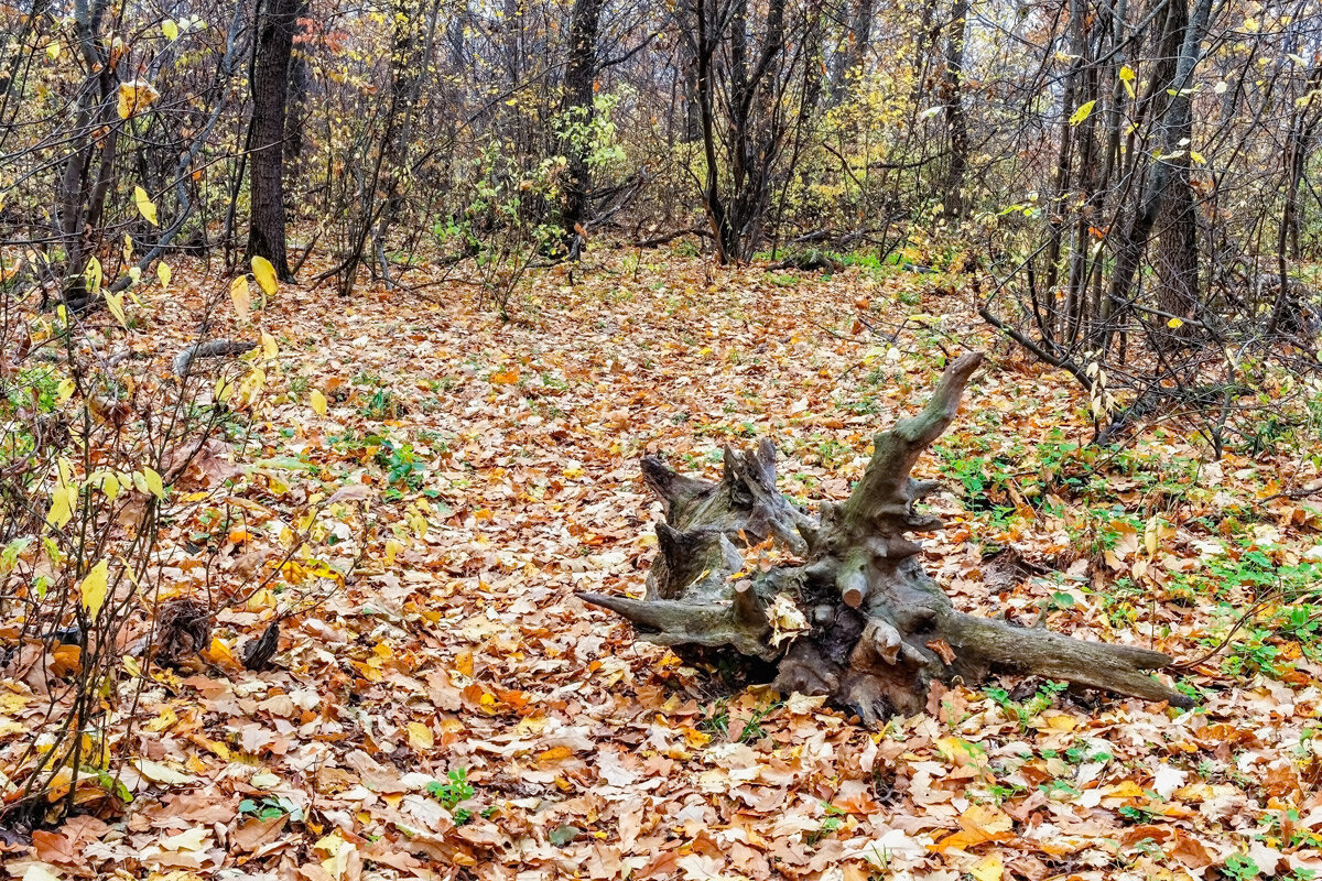 В лесу среди листвы осенней - Юрий Стародубцев