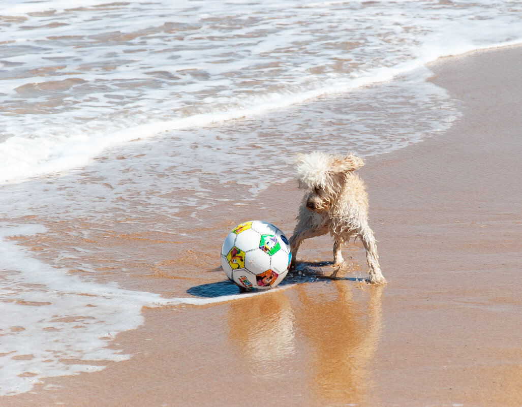 Пудель с мячом на берегу Океана - azambuja 