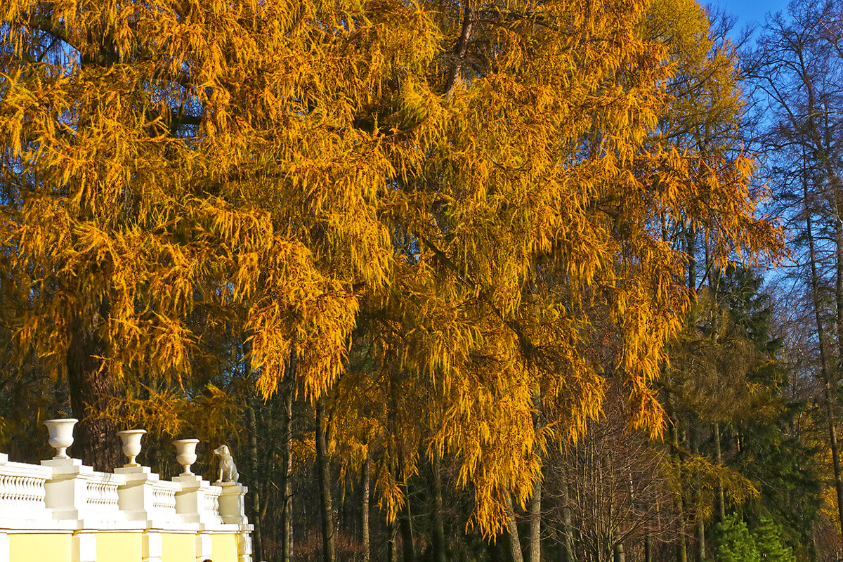 Осенняя лиственница - Светлана 