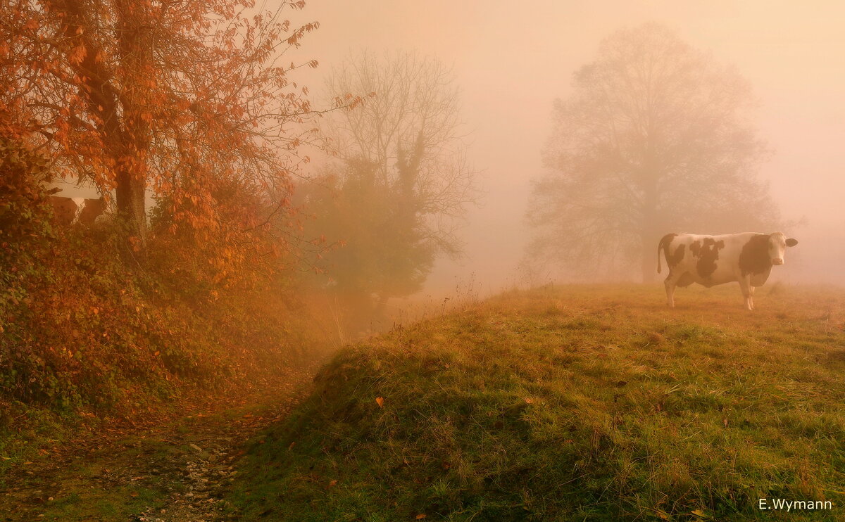 "misty cow" - Elena Wymann