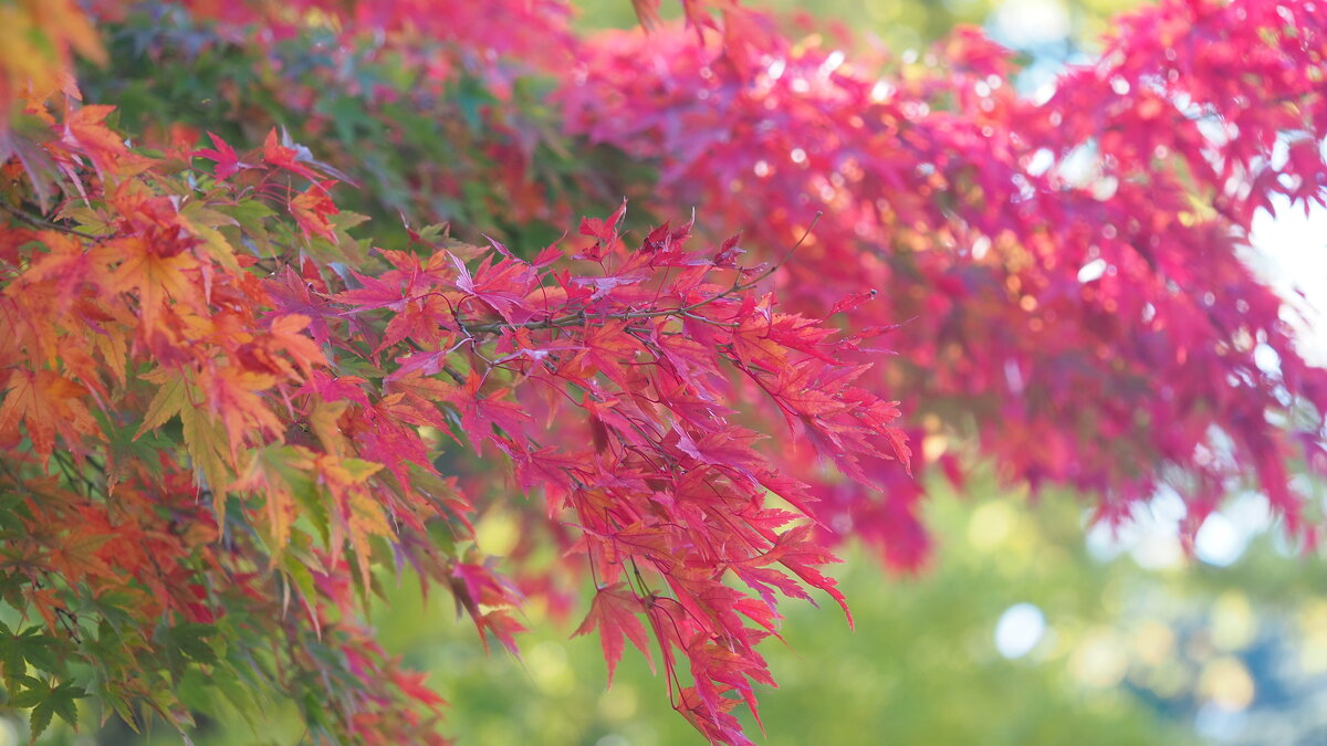 Момент яркой осени - Японский клён - wea *