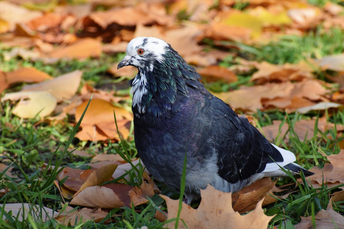 Самый симпатичный голубь в нашем парке. - Татьяна Помогалова