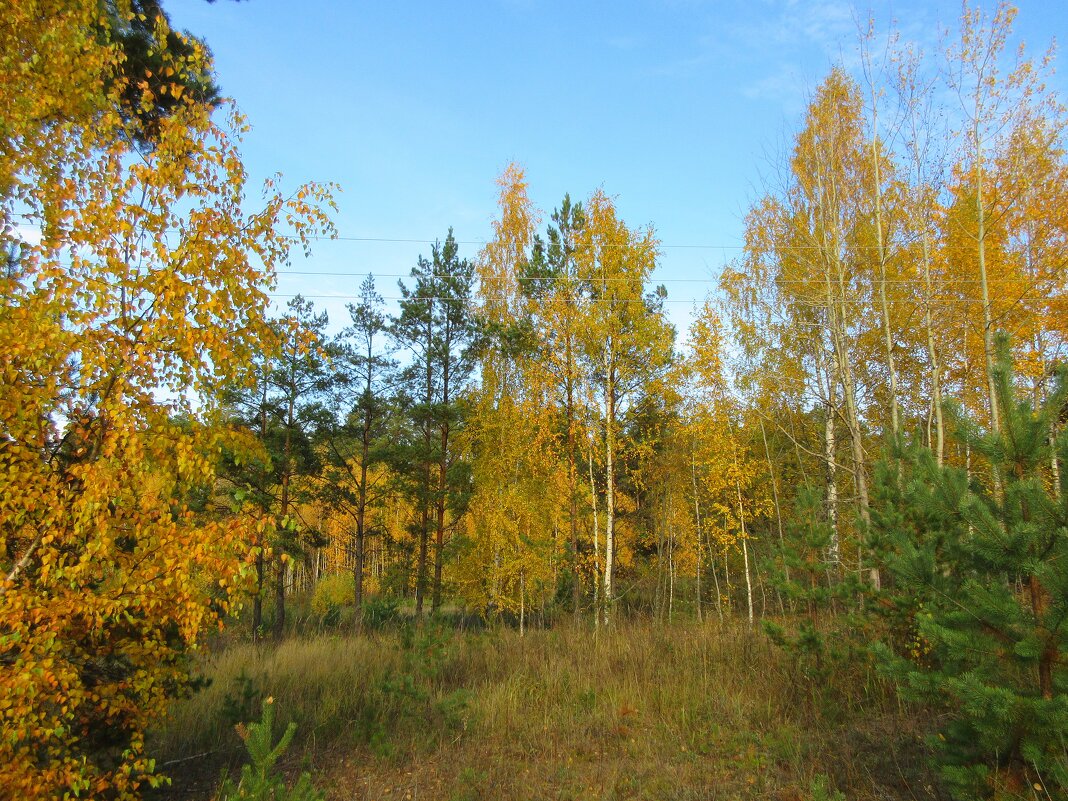 Золотая осень в лесу - Натала ***