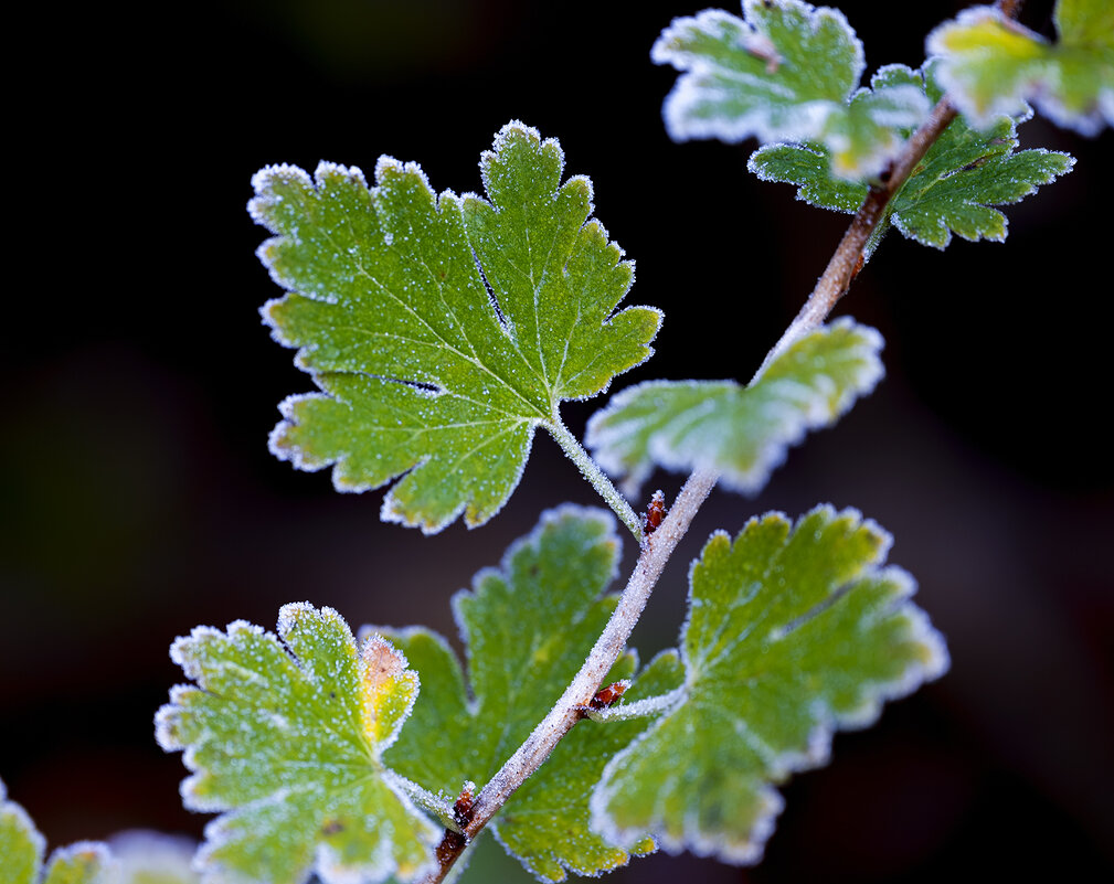 frost - Zinovi Seniak