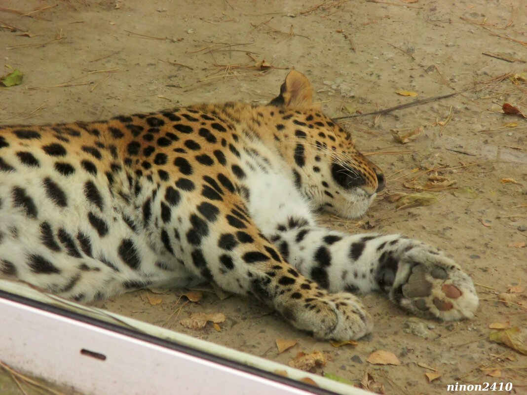 Дневной сон леопарда - Нина Бутко