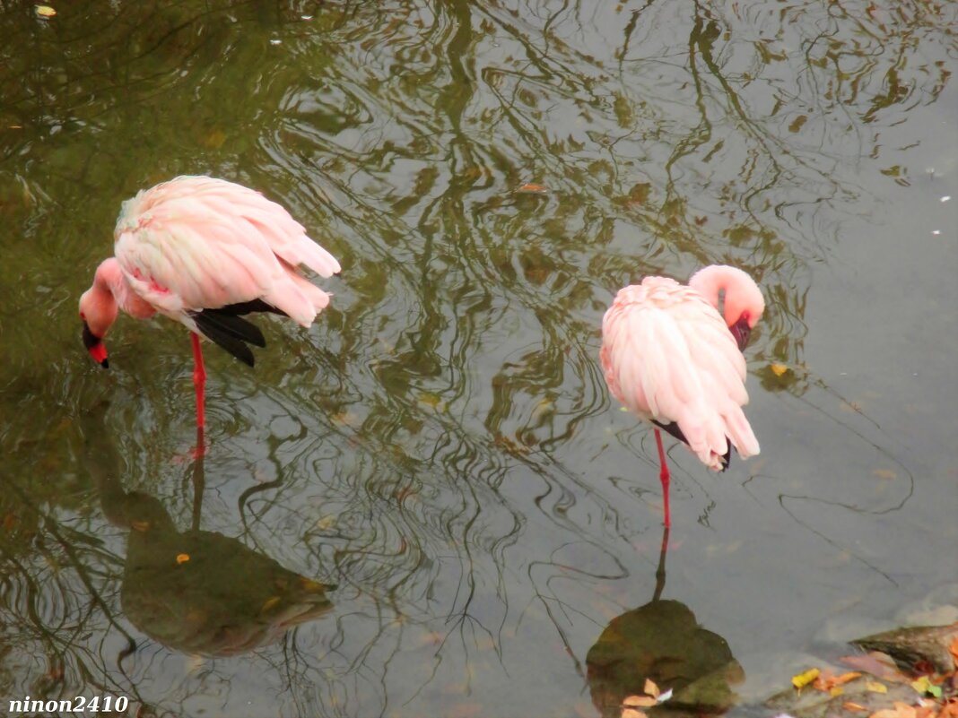 Фламинго - Нина Бутко