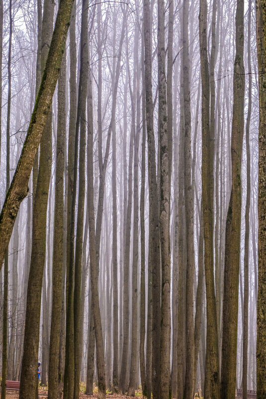 в лесу в тумане - Георгий А