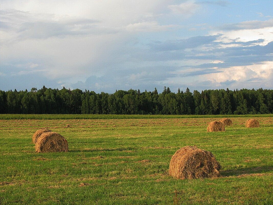 Осень в поле - Людмила Смородинская