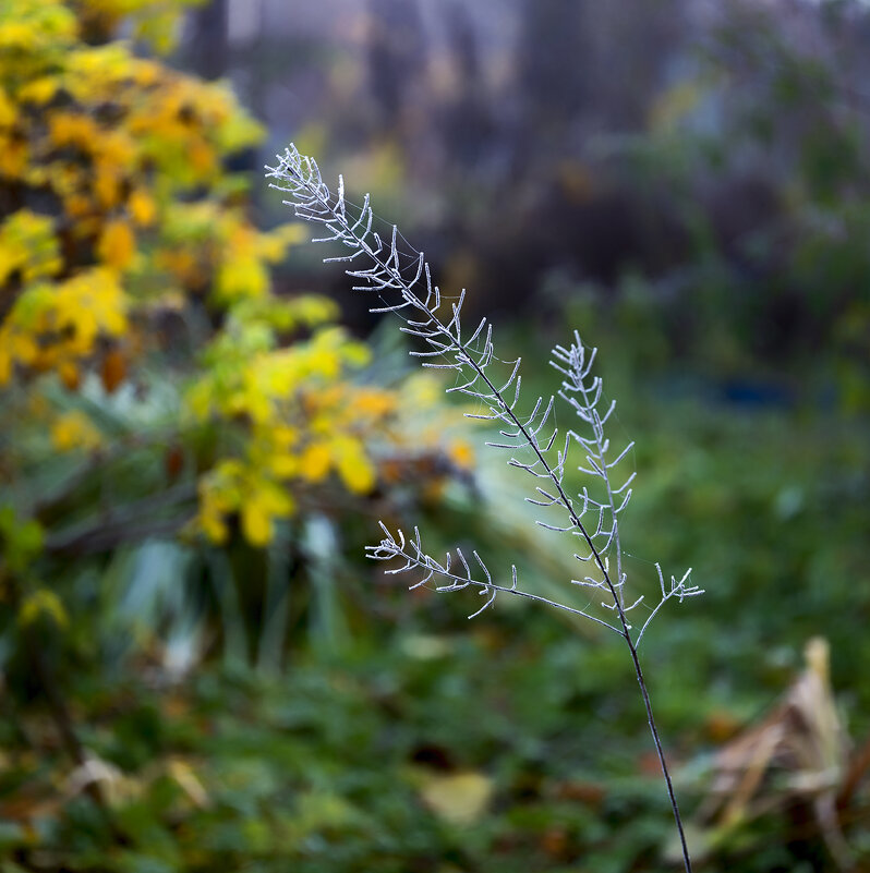 frost - Zinovi Seniak