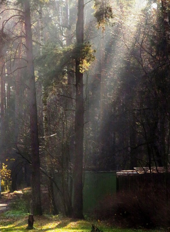 Утренние лучи солнца - Андрей Снегерёв