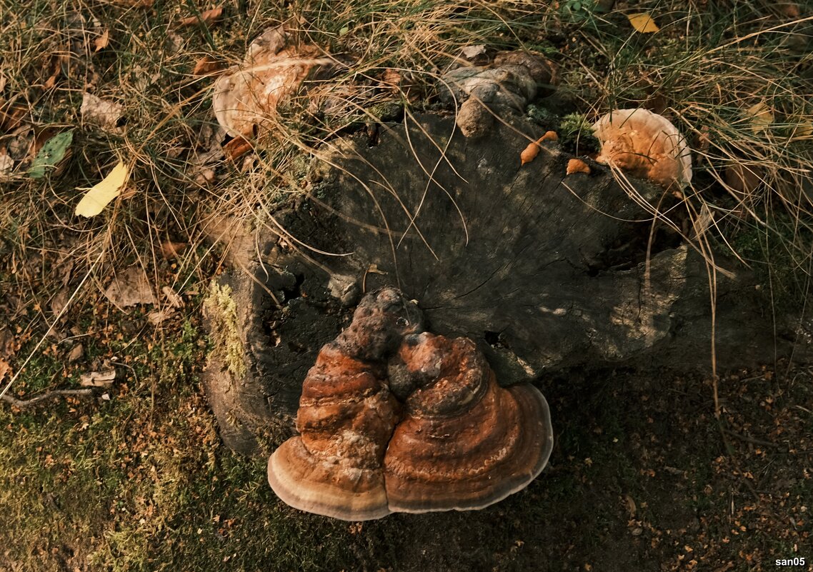 И такие грибы бывают - san05 -  Александр Савицкий