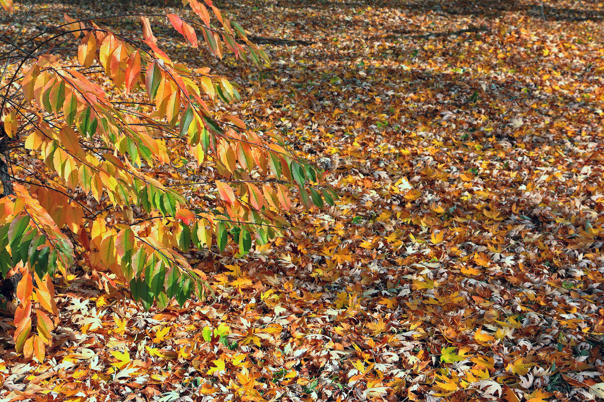 На ковре из желтых листьев - Юрий Яловенко