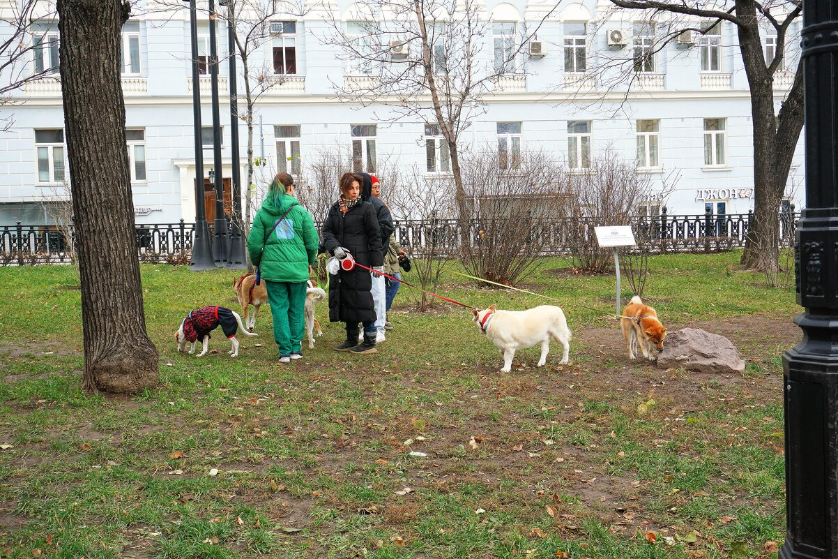 Прогулка с собаками - Леонид leo