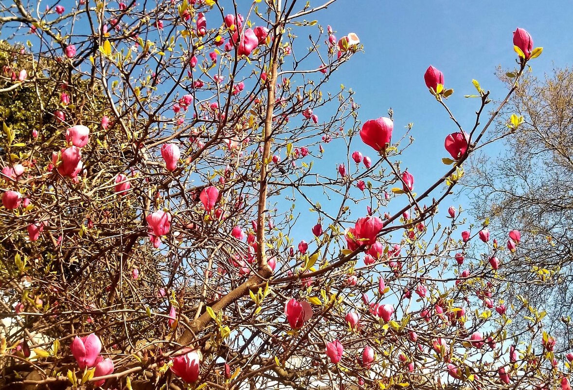 Что цветет в Сочи в апреле - Елена (ЛенаРа)