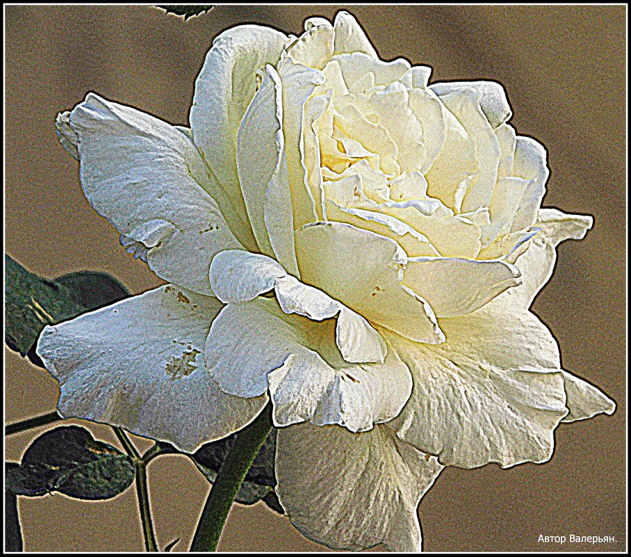 Белая роза. - Валерьян Запорожченко