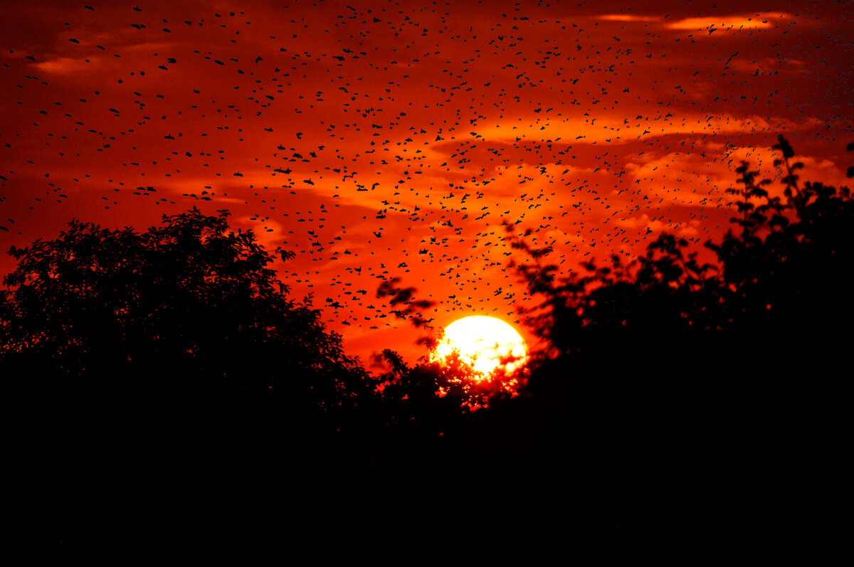 Взволнованная стая птиц на закате - Анатолий Клепешнёв