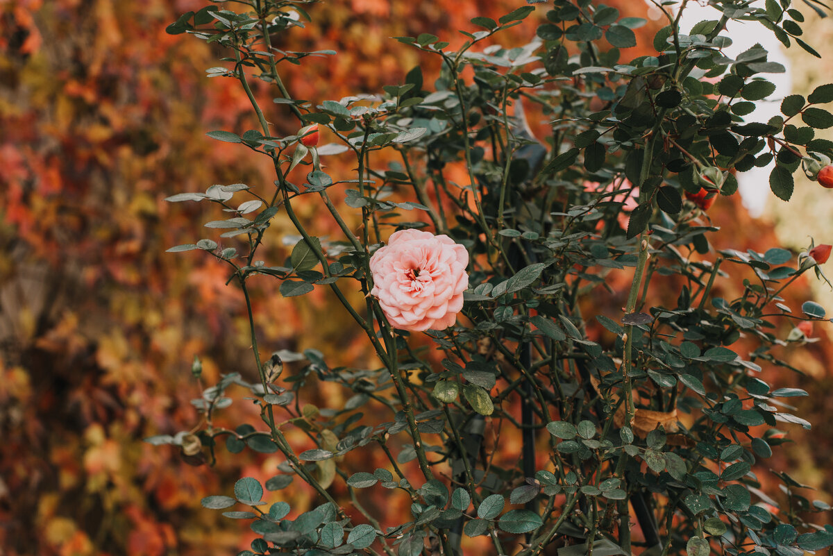 Роза в октябре - Ksenija Mudryaninets