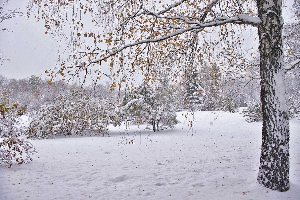 Ноябрьский снег - Nina Karyuk