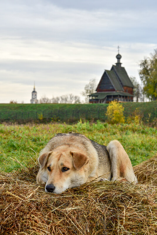 Собака на сене - Ольга Александрова