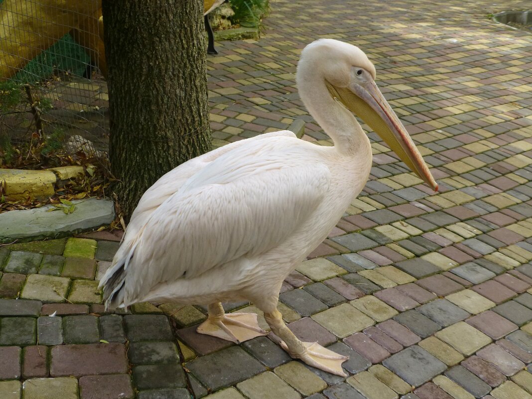 Пеликан гуляет по дорожкам Зоопарка - Лидия Бусурина