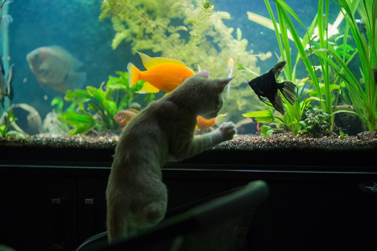Кошка изучает аквариум - Елена Саливон