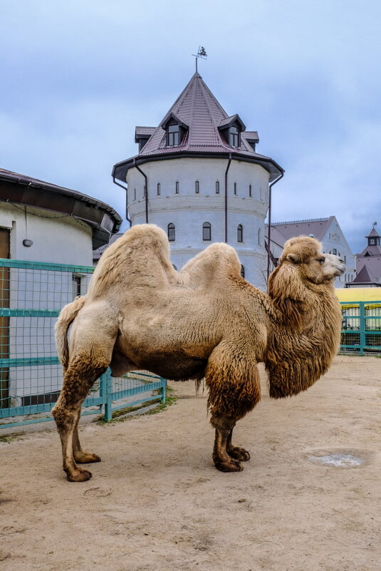повезло верблюду что живёт в России - Георгий А