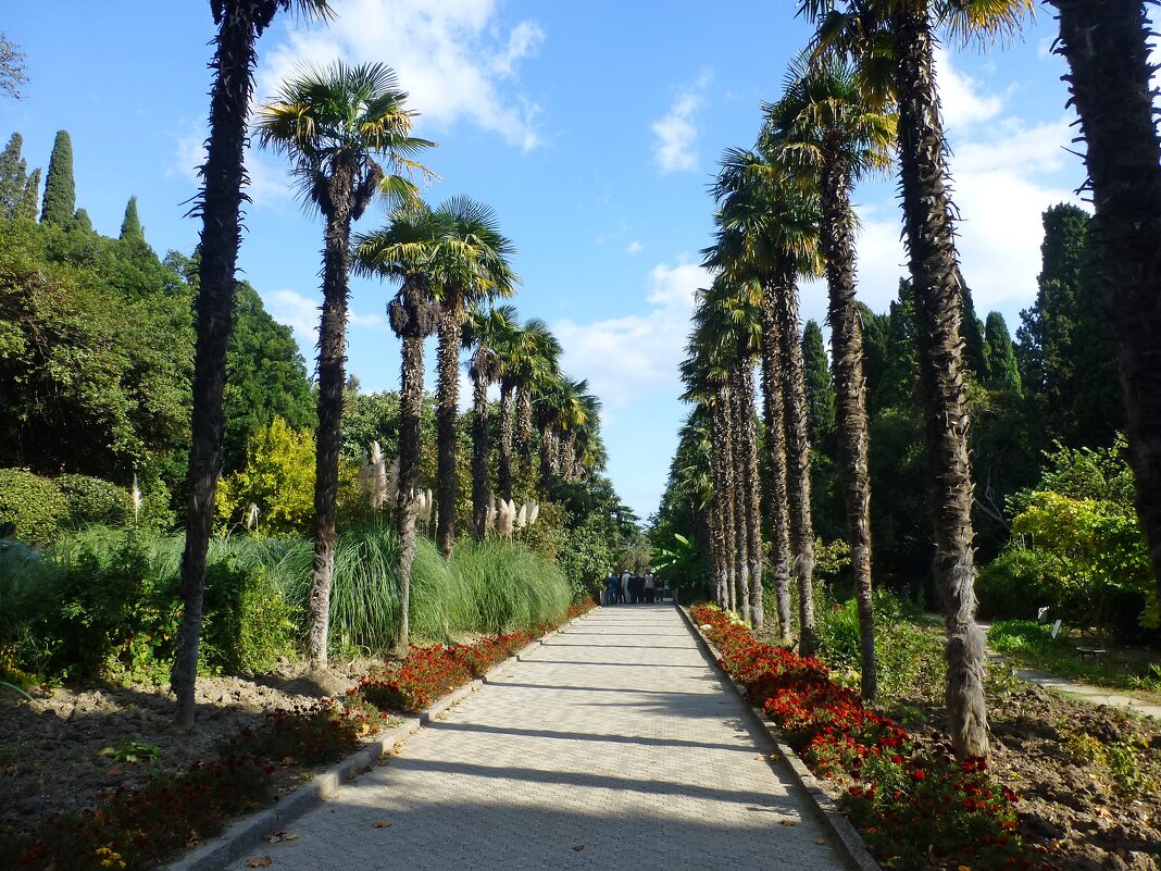 Пальмовая аллея в Никитском ботаническом саду - Лидия Бусурина