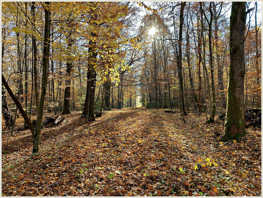 Осенний лес. - Валерия Комова