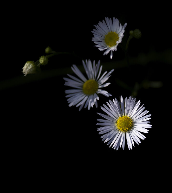 erigeron - Zinovi Seniak